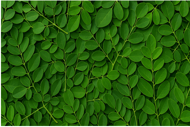 Moringa: The Miracle Tree for Health and Wellness